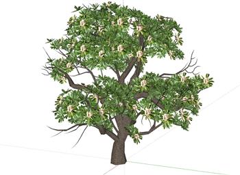 树木树植物SU模型