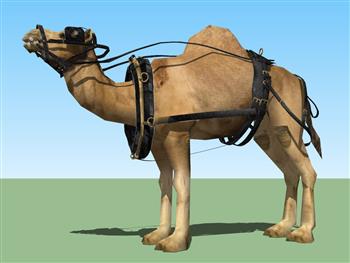 骆驼动物SU模型