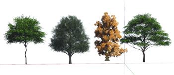 2D景观树树SU模型