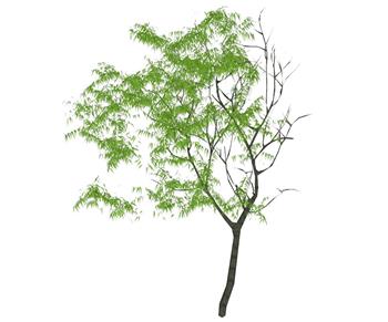 柳树树SU模型