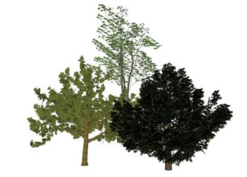 乔木树SU模型