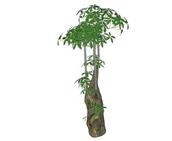 发财树植物SU模型