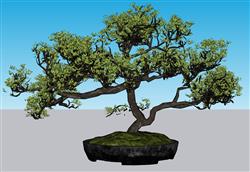 新中式松树盆栽盆景植物su模型(ID34896)