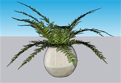 蕨类植物花盆SU模型