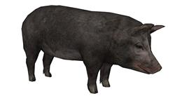猪动物SU模型