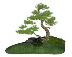 景观树松树SU模型