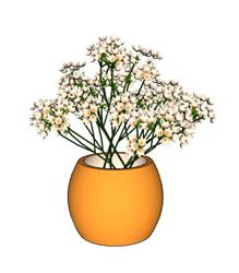 花盆花瓶SU模型