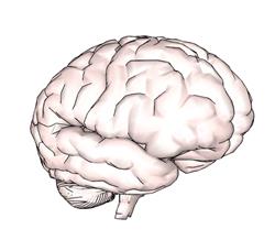 大脑人脑SU模型
