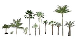 椰子树椰树SU模型网站(ID95158)