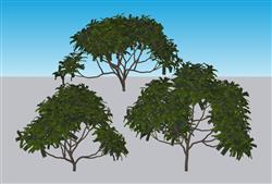 灌木矮树SU模型