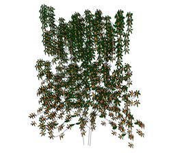 爬藤蔓藤植物SU模型