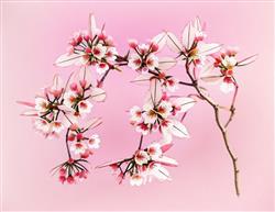 樱桃花植物SU模型