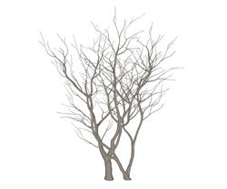 枯树SU模型