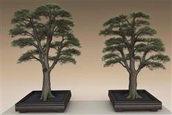 罗汉松松树造景树SU模型