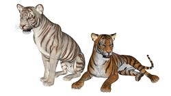 老虎白虎动物SU模型