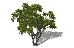 树木植物SU模型