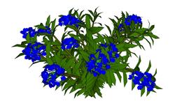 灌木蓝花植物SU模型