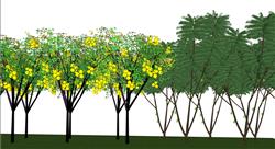 柠檬果树SU模型