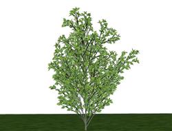 印加树树SU模型