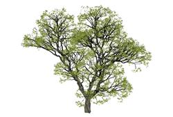 3D树植物大树SU模型