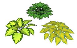 玉簪植物SU模型