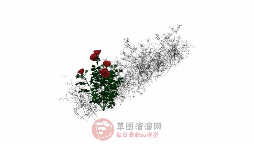 玫瑰花植物SU模型分享作者是【设计-MrQin】