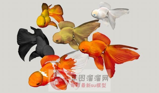 金鱼动物SU模型分享作者是【大海】