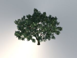 大树冠树SU模型