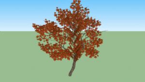3D枫树-枫叶-树木