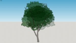 2D背景树SU模型