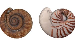 鹦鹉螺或者蜗SU模型