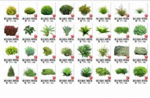 SU植物模型百度云资源-灌木植物大全下载 模型图1