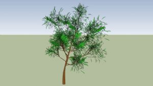 3D小树SU模型
