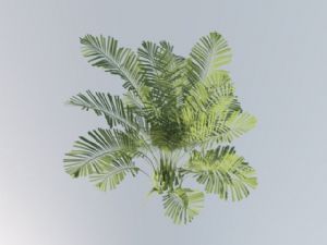 景观植物SU模型