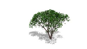 v3D植物树SU模型