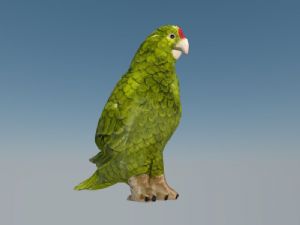 鹦鹉鸟SU模型