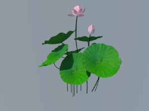 荷花池植物SU模型