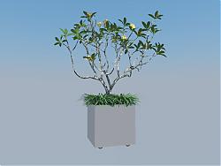 花盆植物盆栽su免费模型下载