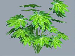 灌木植物SU模型