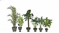 热带雨林植物花盆SU模型