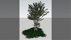 灌木植物树SU模型