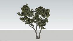 树木SU模型