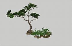 石头植物树SU模型