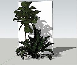 铁树绿植物SU模型