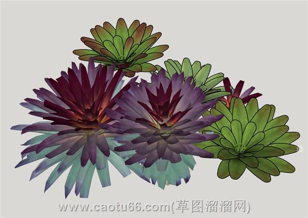 仿真多肉植物su模型 1