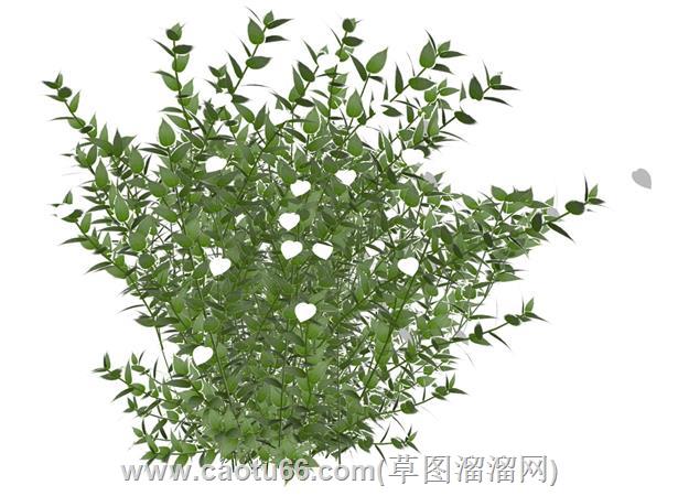 白纸扇花植物su模型 1