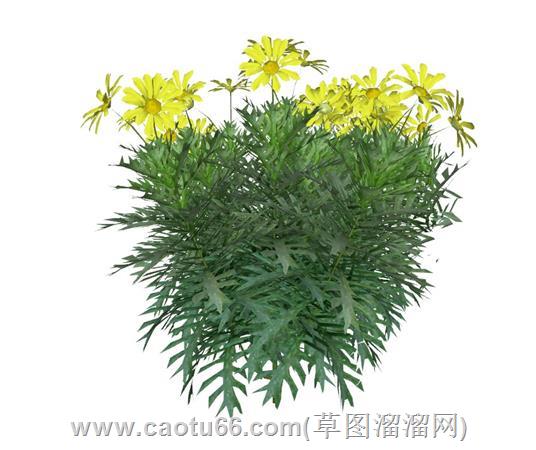 菊花植物su模型 1