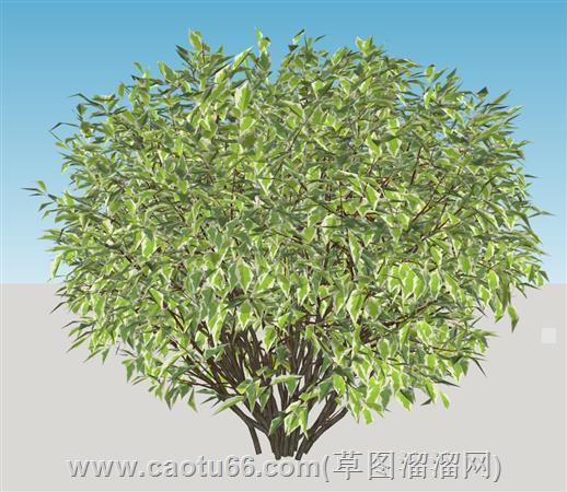 山茱萸景光植物su模型 1