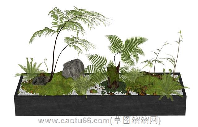 蕨类植物环艺绿化su模型 1