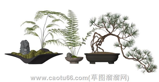 蕨类植物盆栽su模型 1